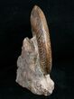 Pseudogrammoceras Ammonite - France #4333-2